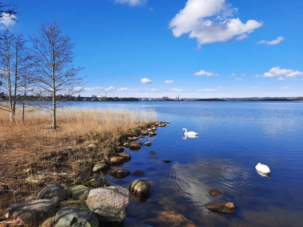 Swans on a lake